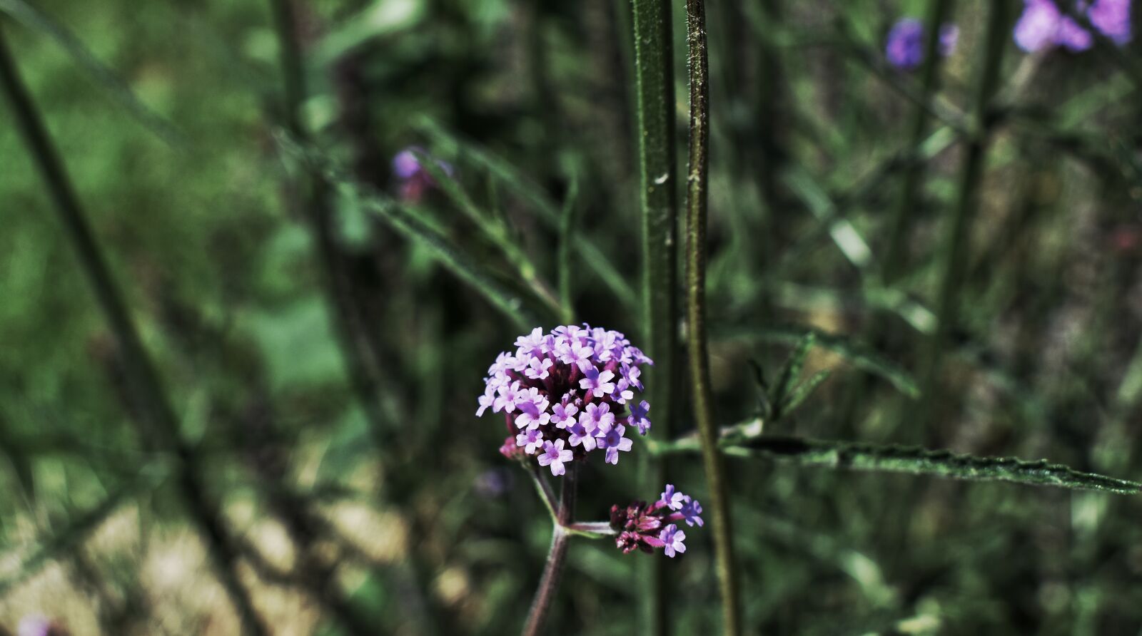 Nikon D5600 sample photo. Plant, flower, nature photography