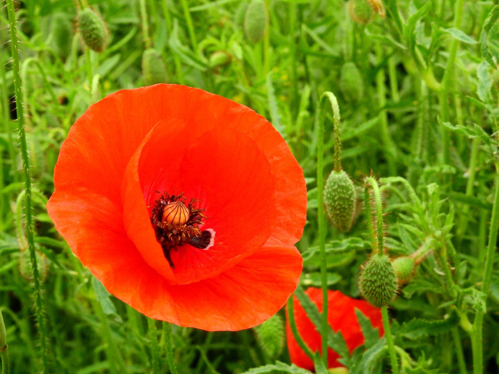 Nikon Coolpix P900 sample photo. Meadow, flower meadow, nature photography