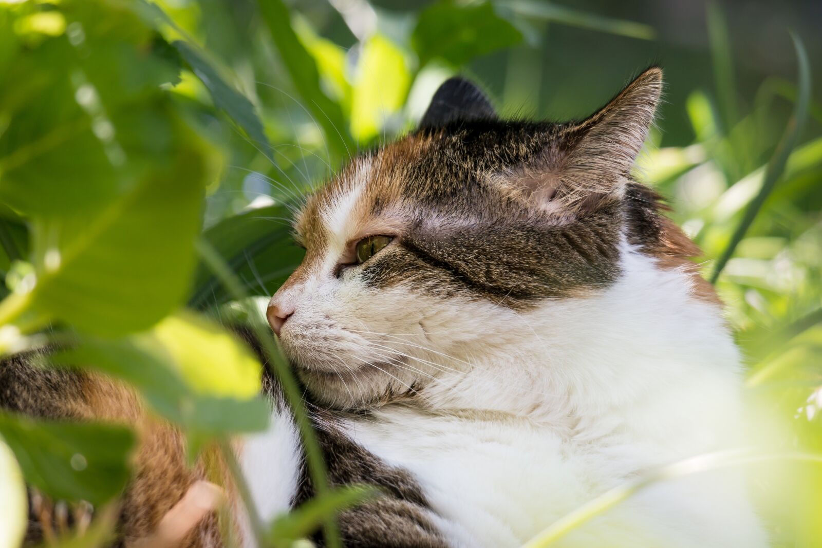 Samsung NX 50-200mm F4-5.6 ED OIS sample photo. Cat, lucky cat, domestic photography