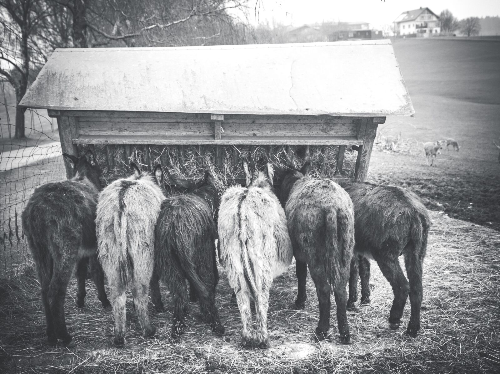 Nikon D700 sample photo. Donkey, food, group photography