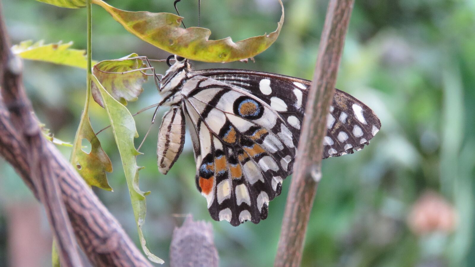 Canon PowerShot SX60 HS sample photo. Butterfly, insect, wing photography