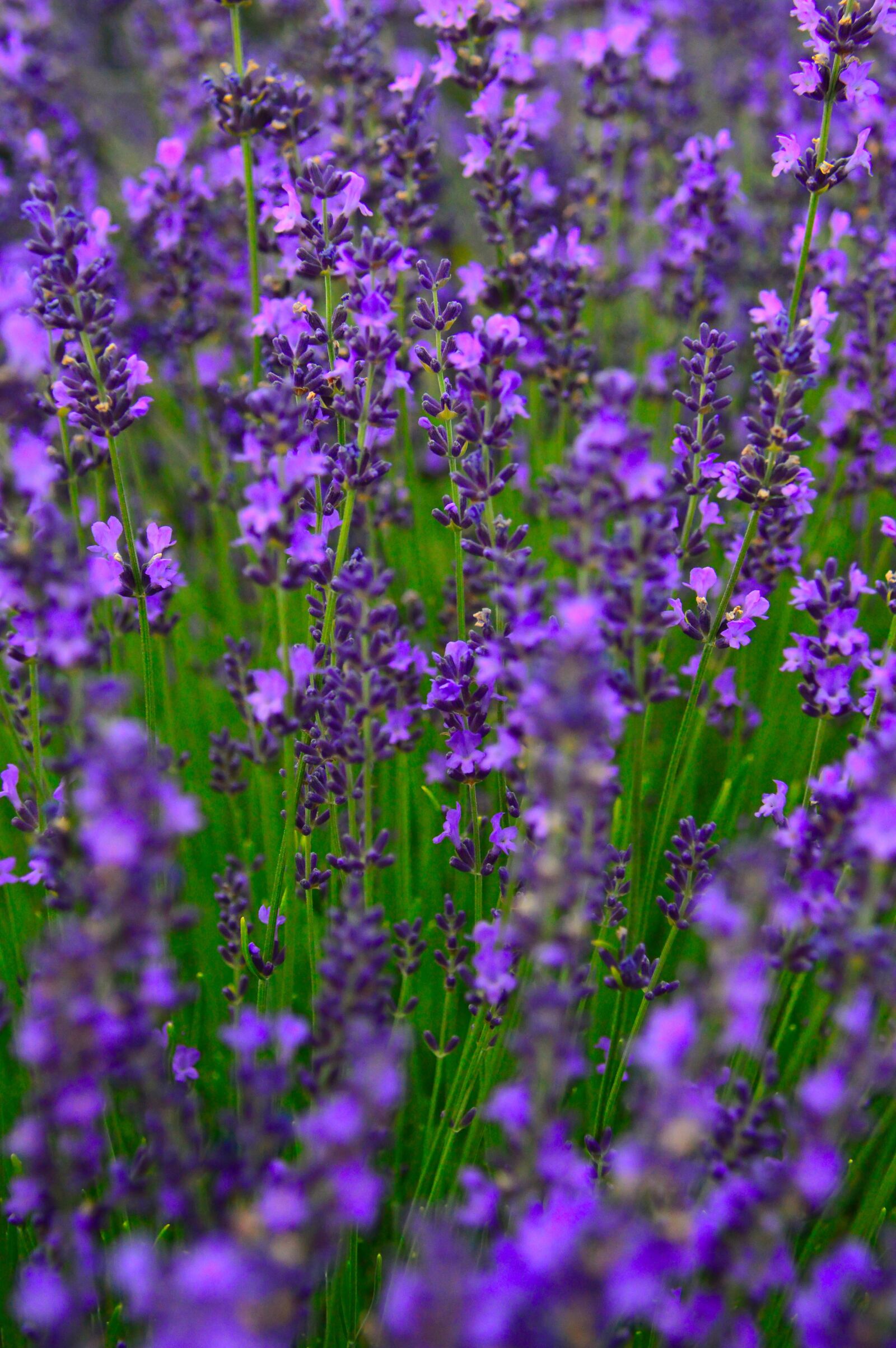 Nikon D3200 sample photo. Lavender, lavender field, purple photography