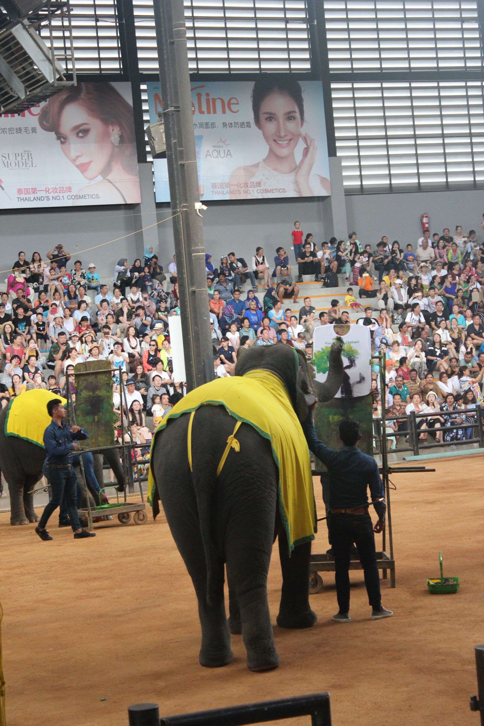 Canon EOS 550D (EOS Rebel T2i / EOS Kiss X4) sample photo. Wonderfull, elephant, thailand photography