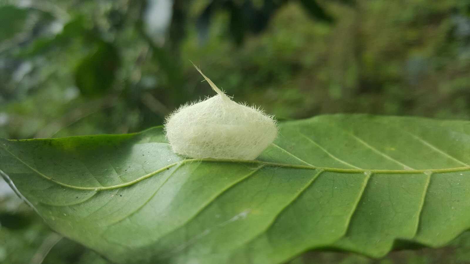 Samsung GALAXY S6 edge sample photo. Leaf, nature, plant photography
