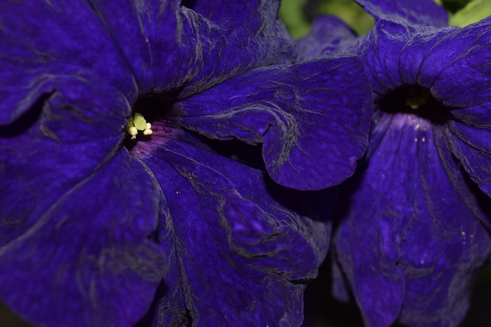 Nikon D3300 sample photo. Flower, nature, bloom photography