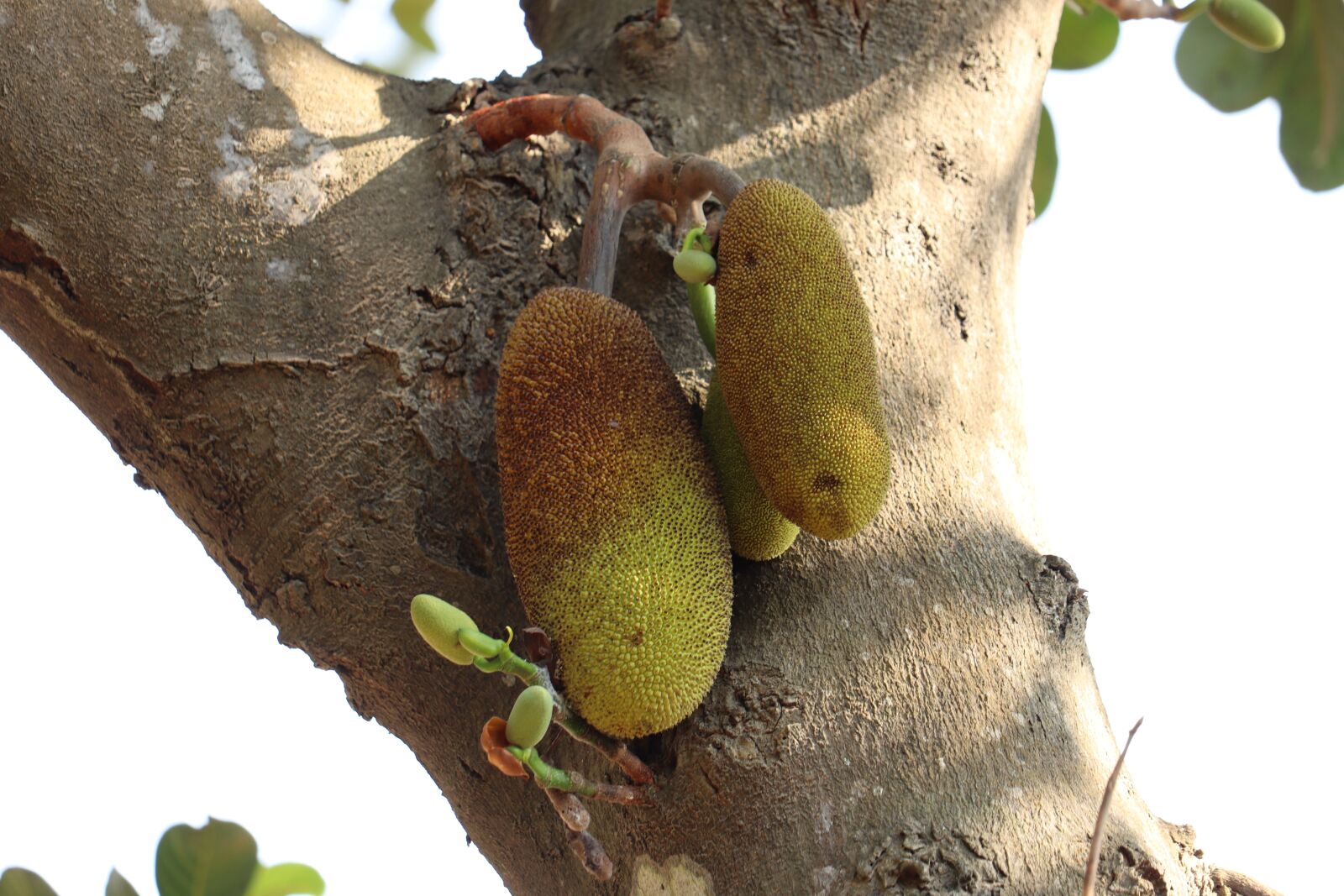 Canon EOS 250D (EOS Rebel SL3 / EOS Kiss X10 / EOS 200D II) sample photo. Jackfruit, kerala, nature photography