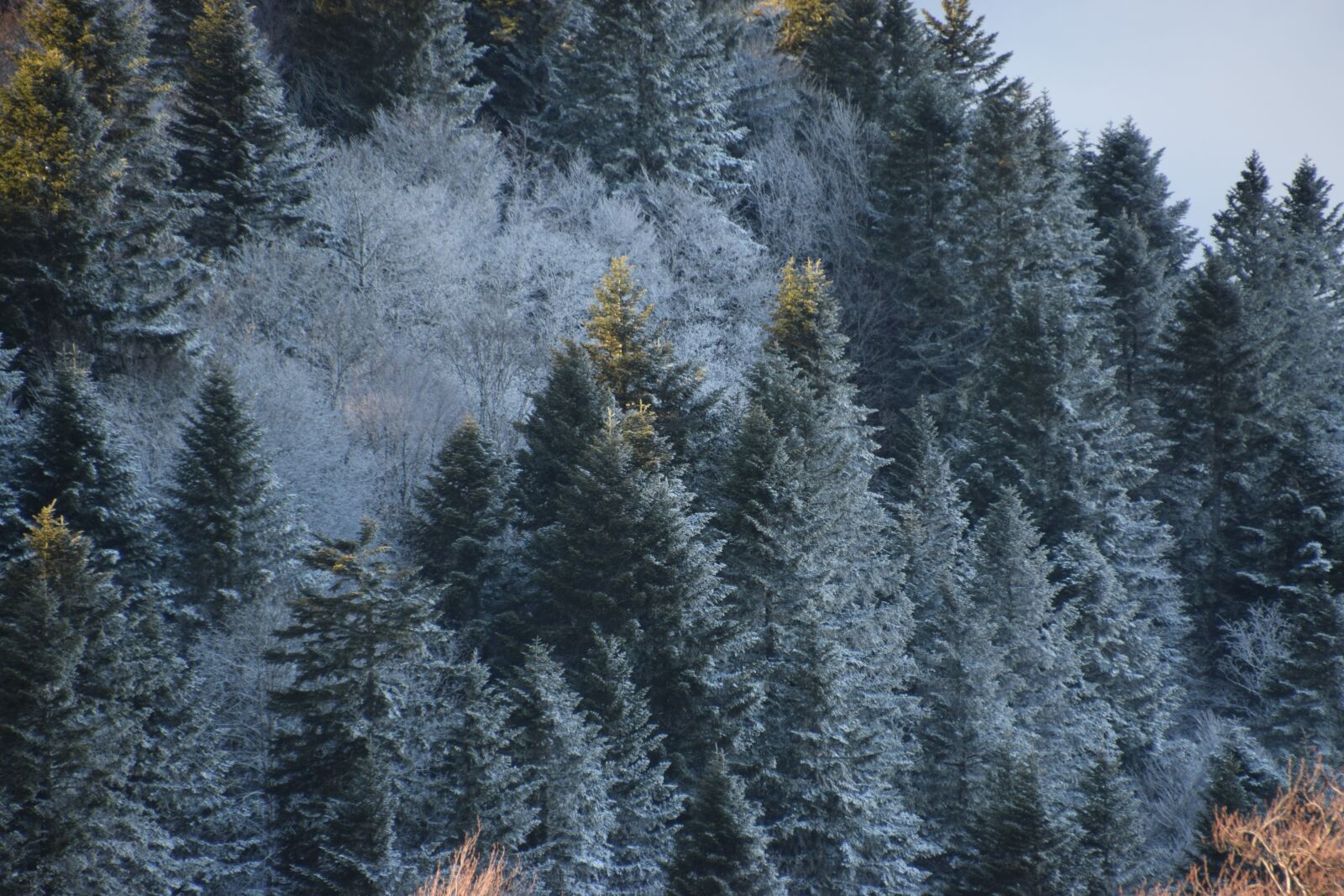 Nikon D5300 sample photo. Snow, frost, winter photography