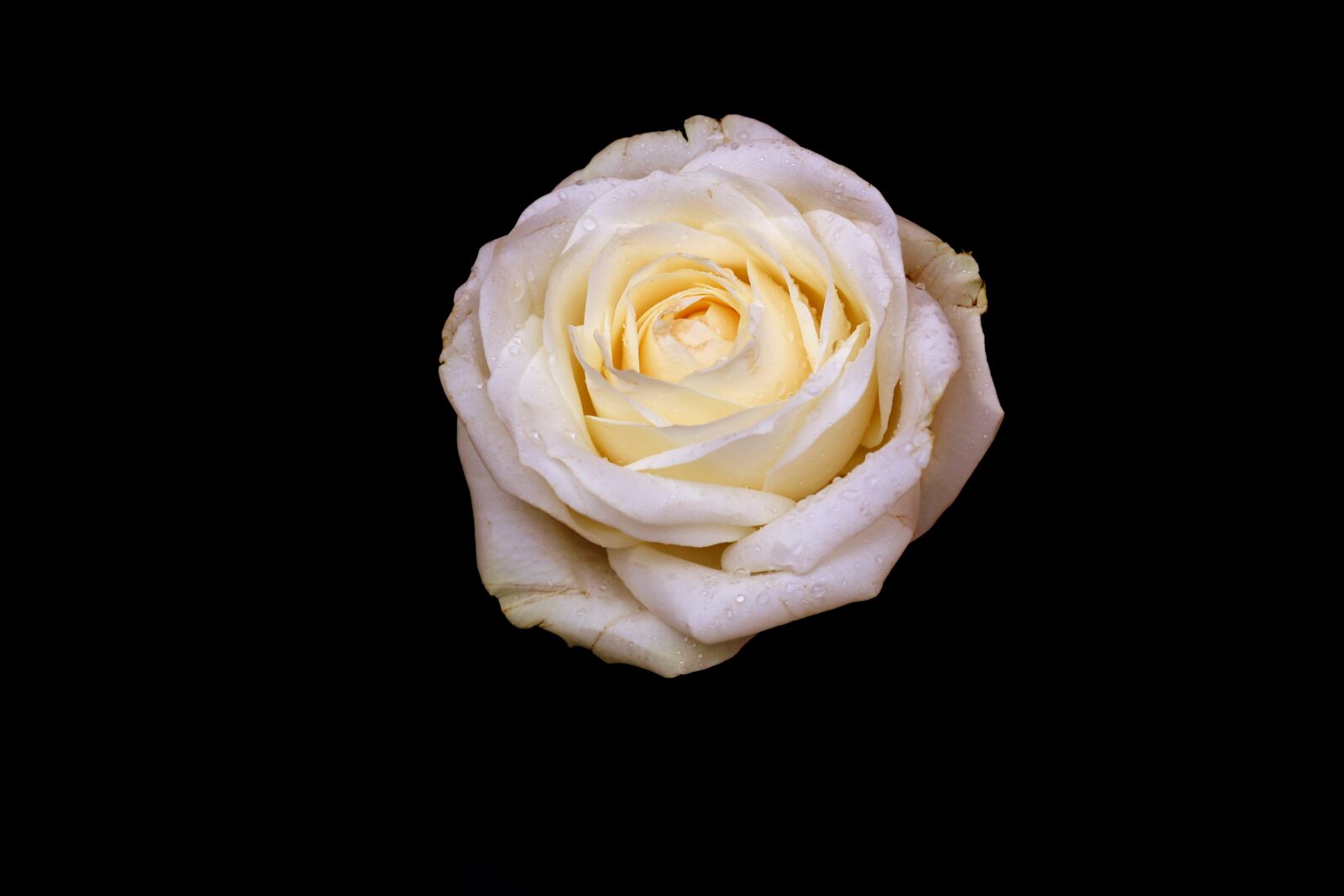 Canon EOS 450D (EOS Rebel XSi / EOS Kiss X2) sample photo. Rose, white, petals photography