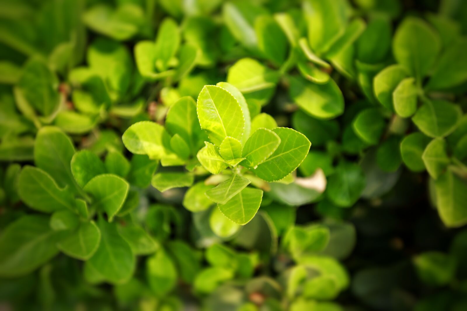 Canon EF 16-35mm F4L IS USM sample photo. Leaf, plant, nature photography