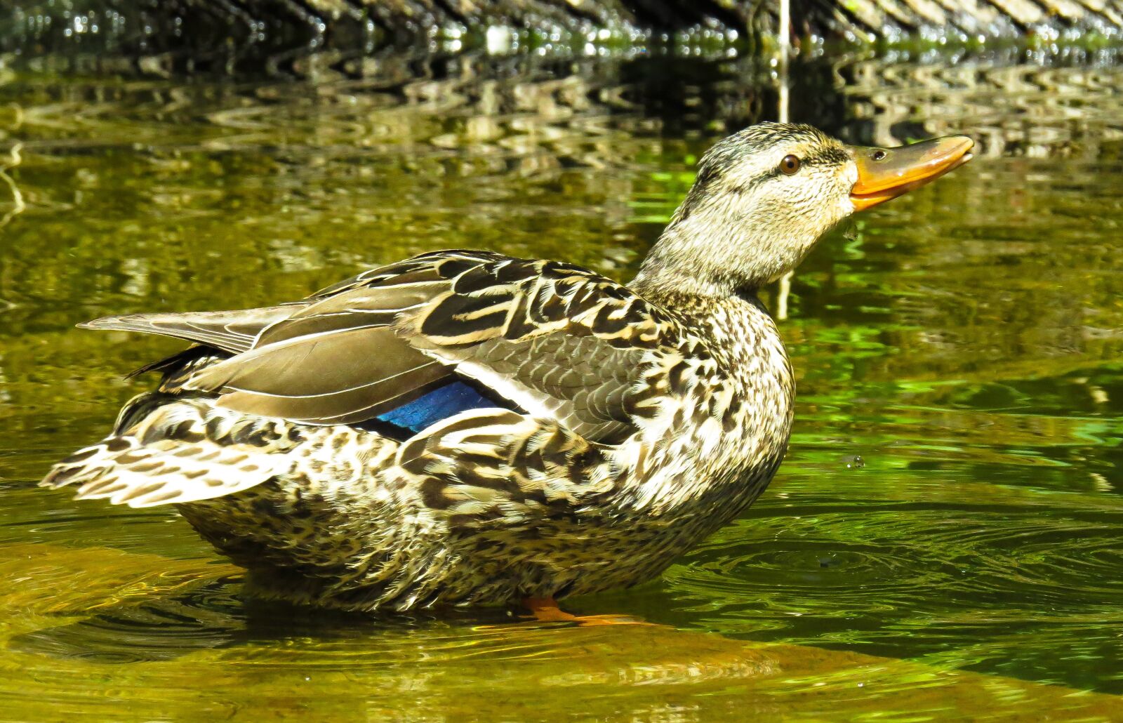 Canon PowerShot SX50 HS sample photo. Animal, duck, water bird photography