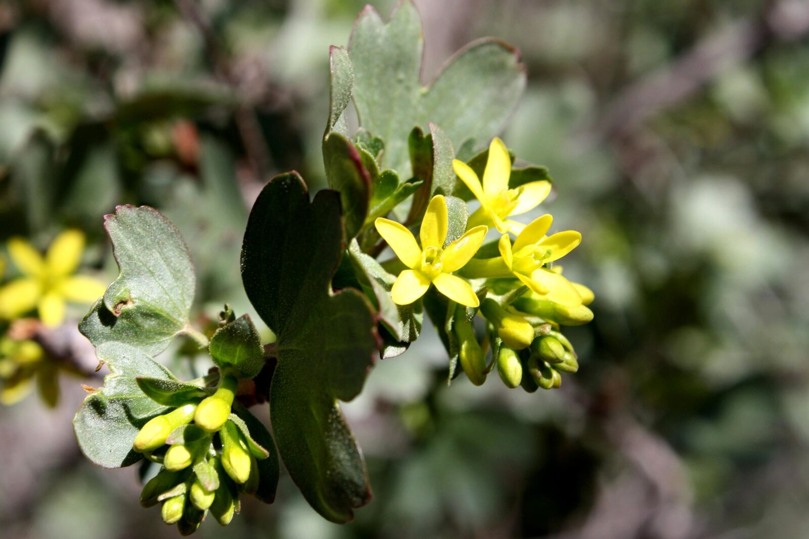 f/3.5-5.6 IS sample photo. Yellow flowers, clove currant photography