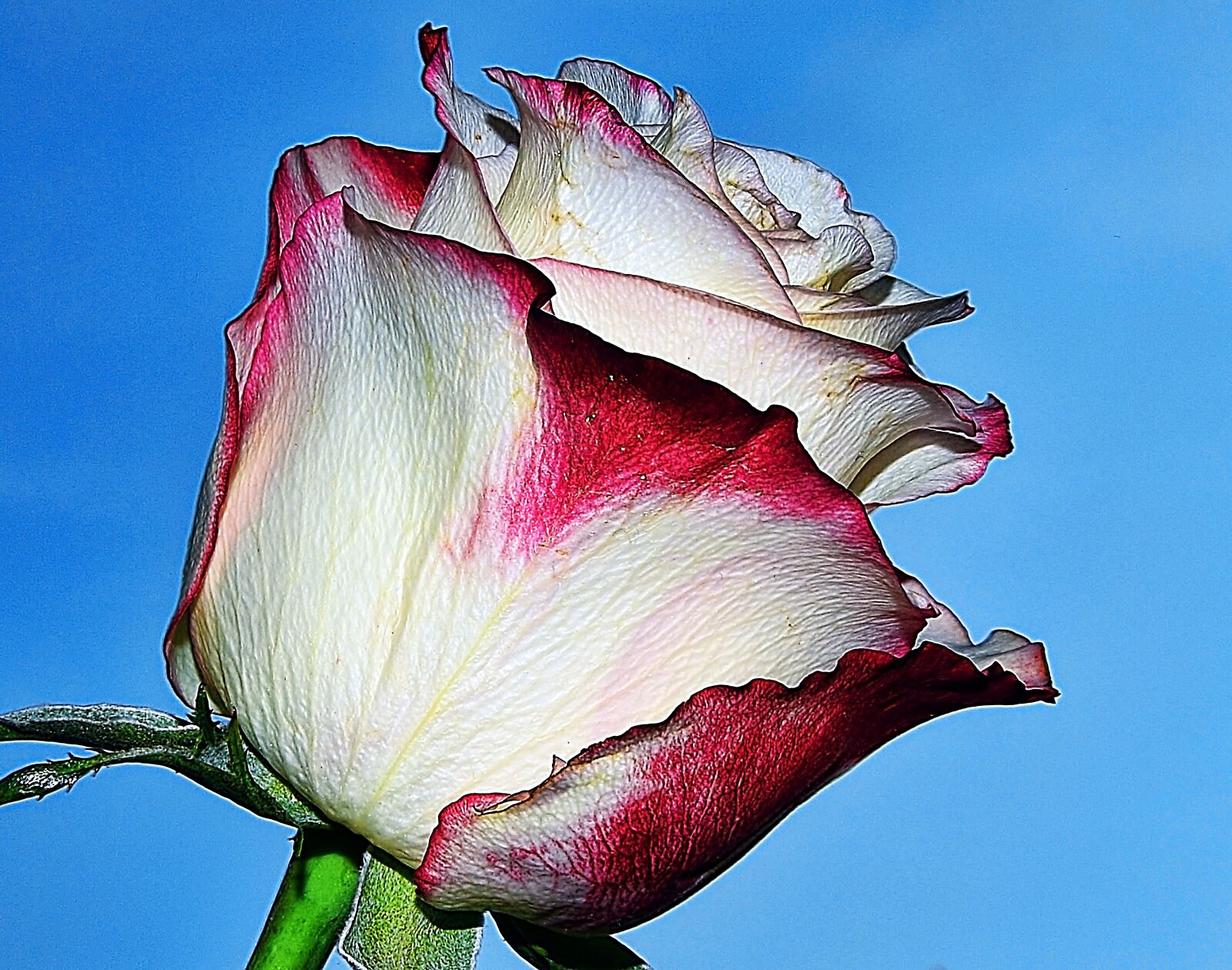 Nikon D5300 sample photo. Rose, bud, makro photography