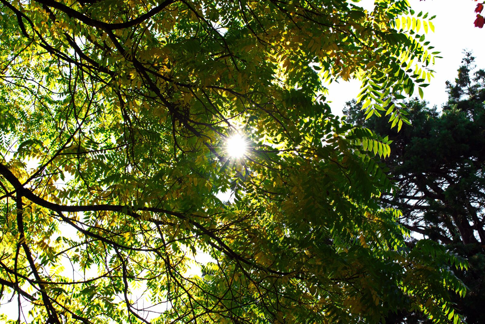 Nikon D3300 sample photo. Autumn, leaves, forest photography