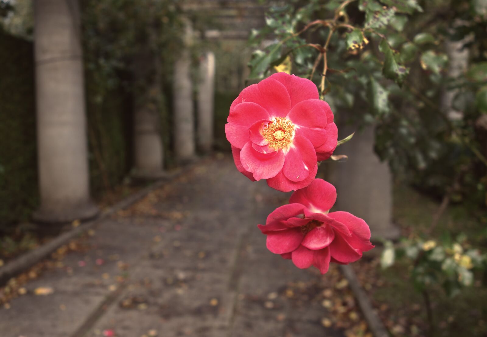 Sony Cyber-shot DSC-RX100 sample photo. Rose, flower, plant photography
