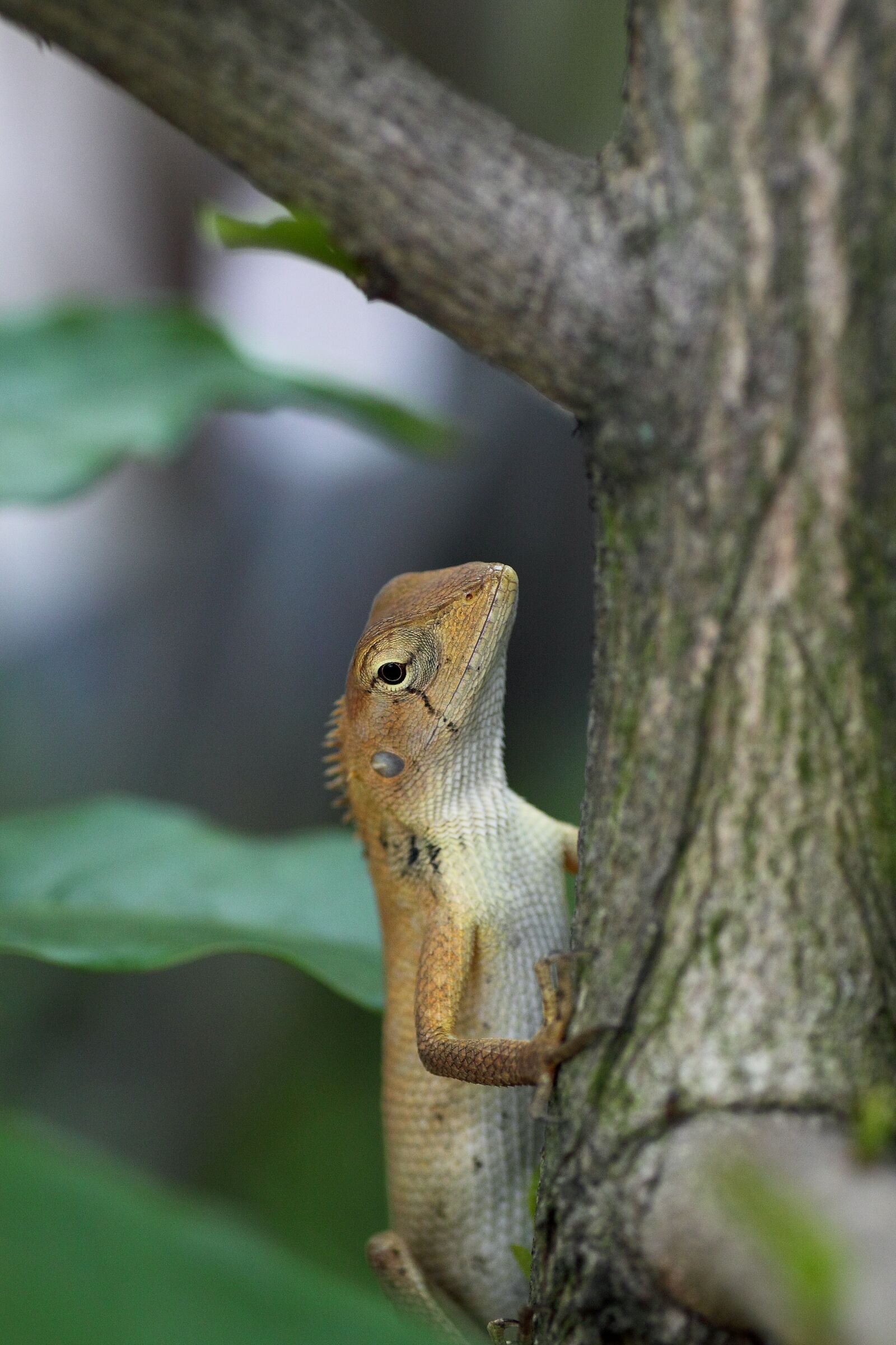 Canon EOS 50D sample photo. Wildlife, nature, tree photography