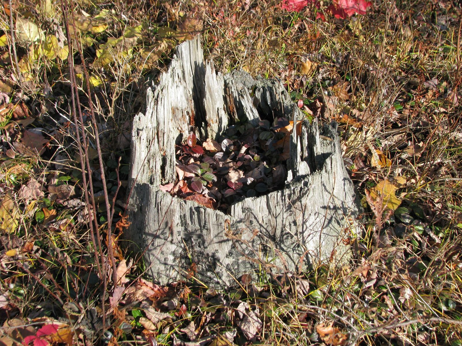 Canon POWERSHOT S5 IS sample photo. Stump, autumn leaves, deer photography