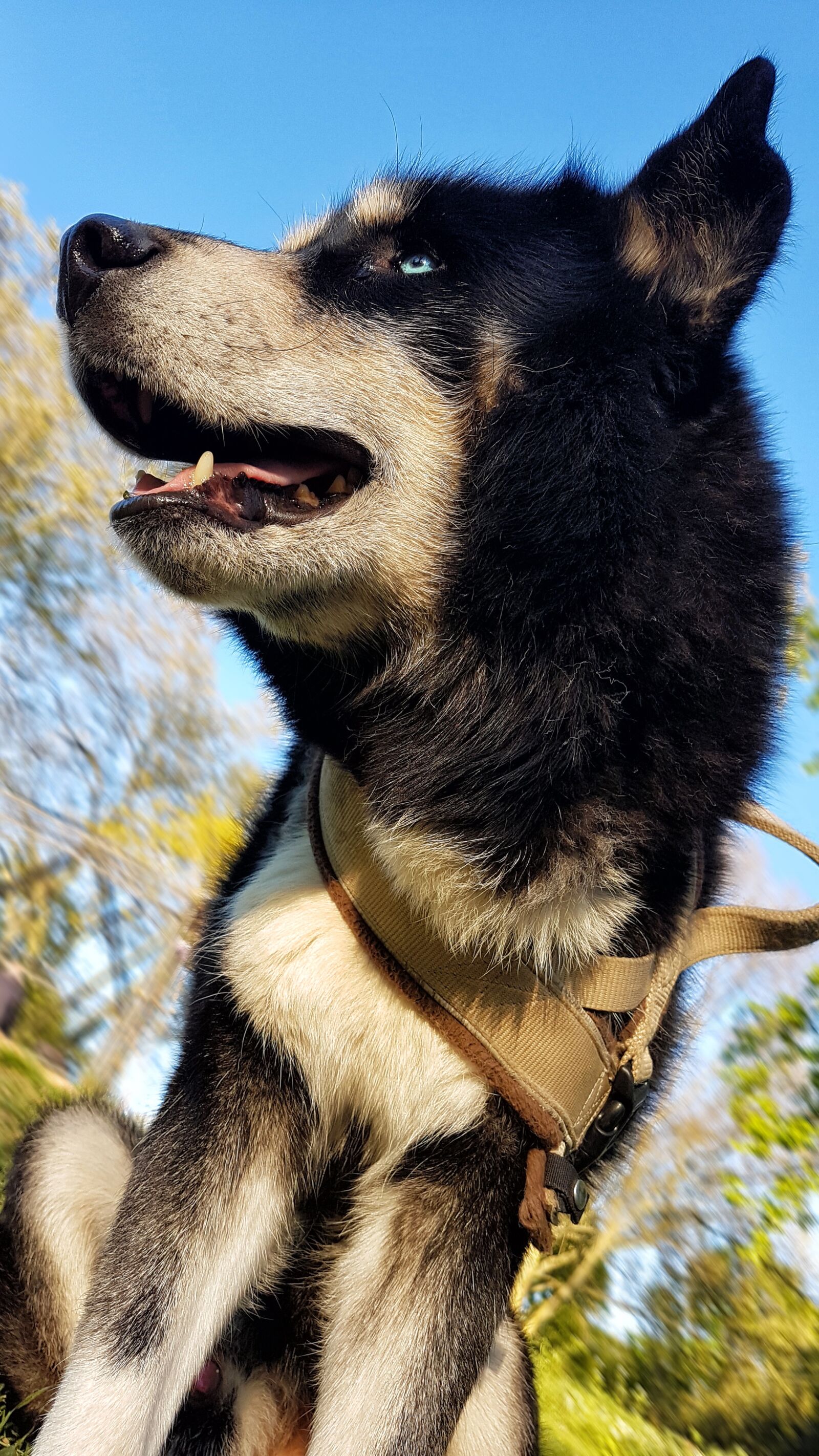 Samsung Galaxy S7 Edge sample photo. Husky, dog, wolf photography