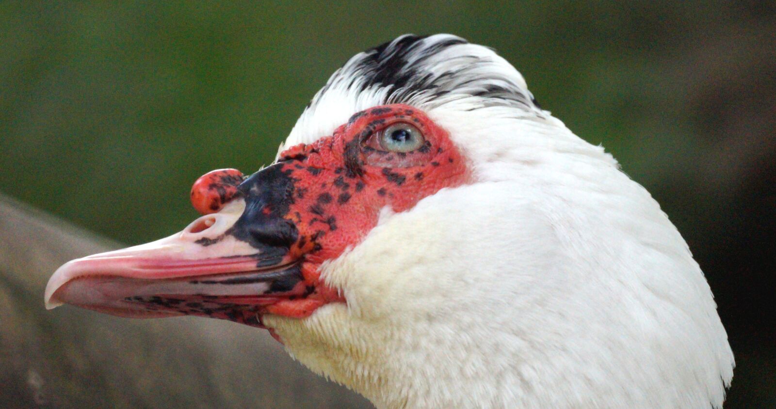 Sony 500mm F8 Reflex sample photo. Ave, look, duck photography