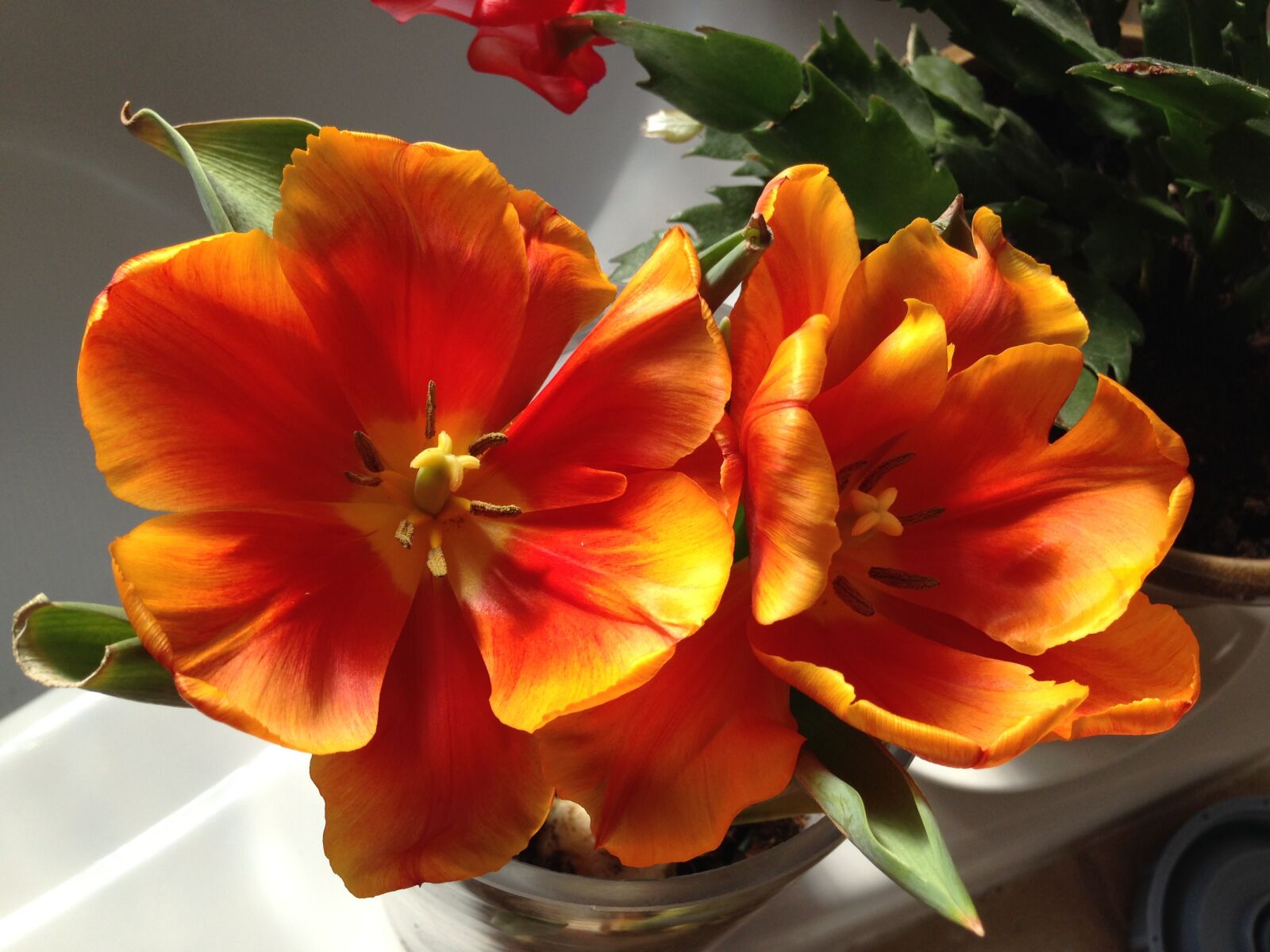 iPhone 5 back camera 4.12mm f/2.4 sample photo. Tulips, orange, bloom photography