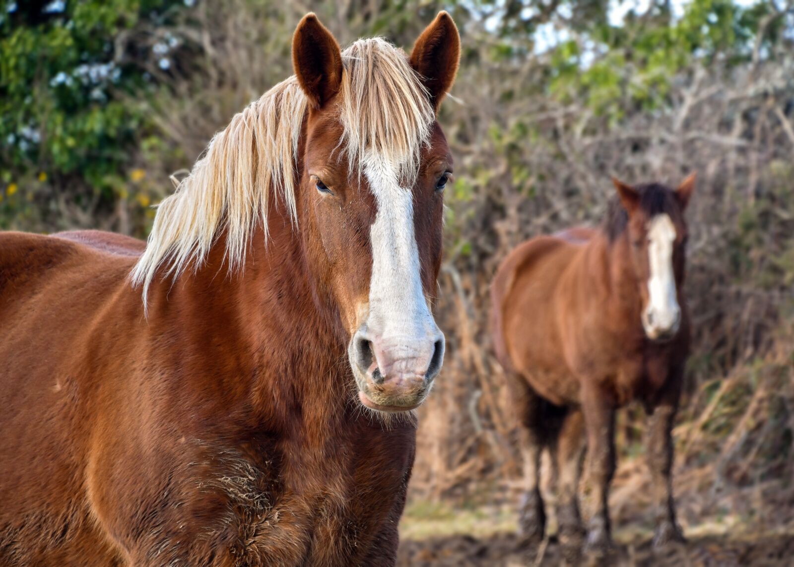 Nikon D500 sample photo. Horse breton, equine, animal photography