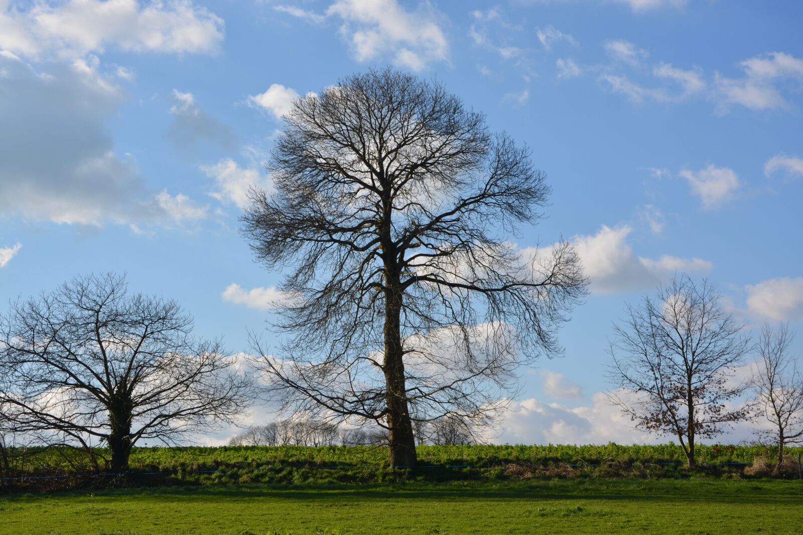 Nikon D5200 sample photo. Tree, bare tree, tree photography
