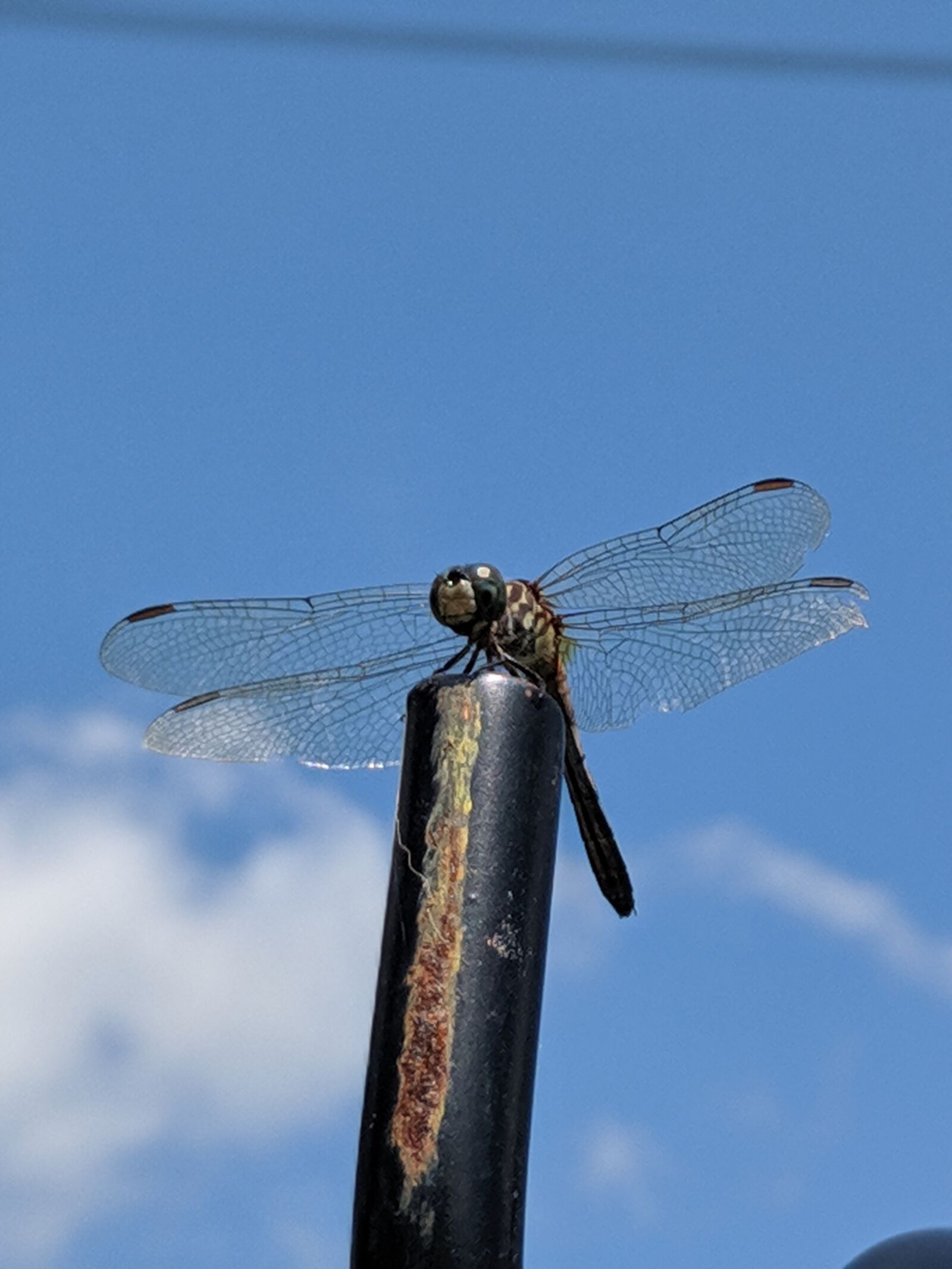 Google Pixel 2 sample photo. Dragonfly, insect, bug photography