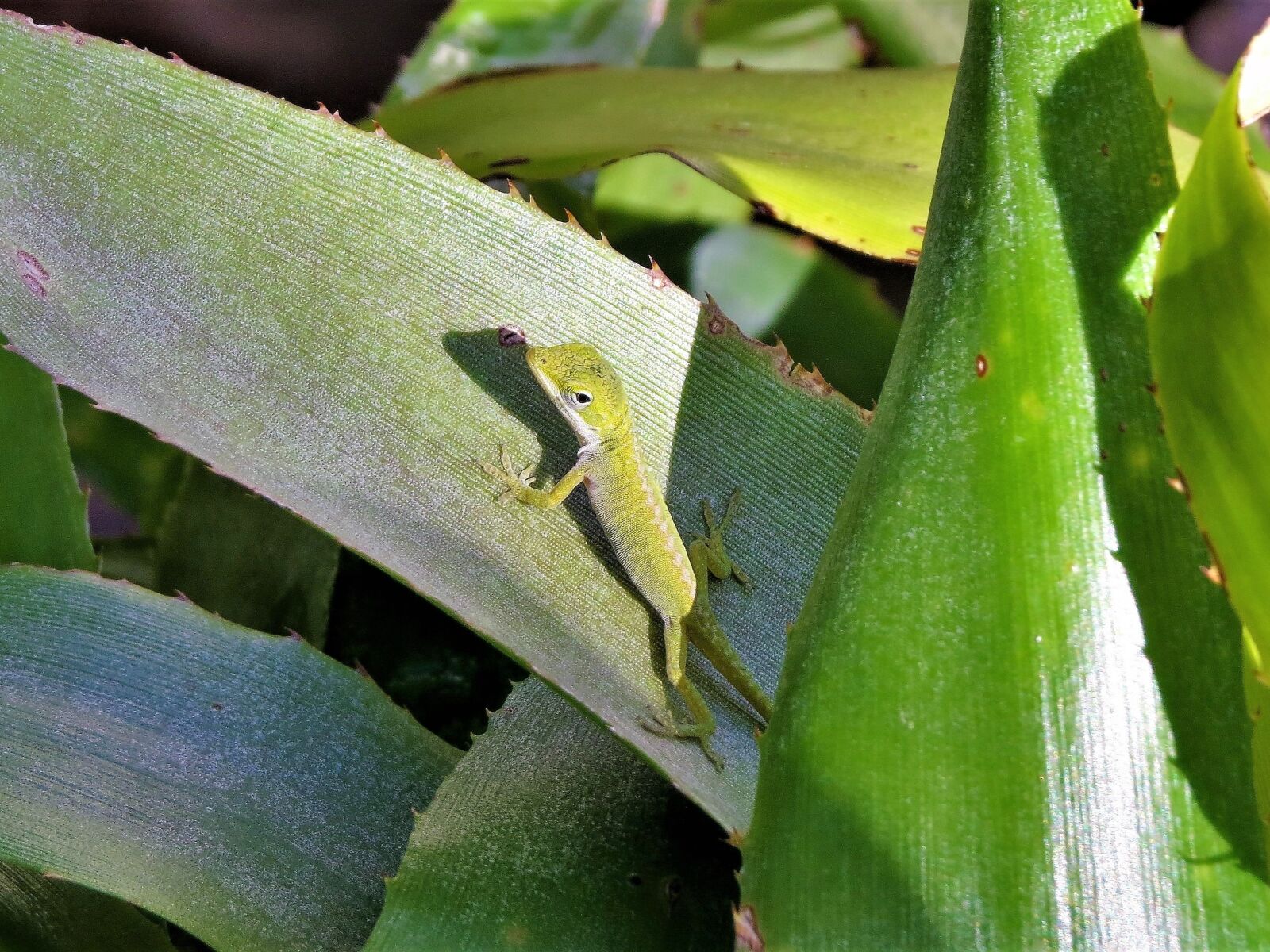 Canon PowerShot SX50 HS sample photo. Reptile, lizard, green photography