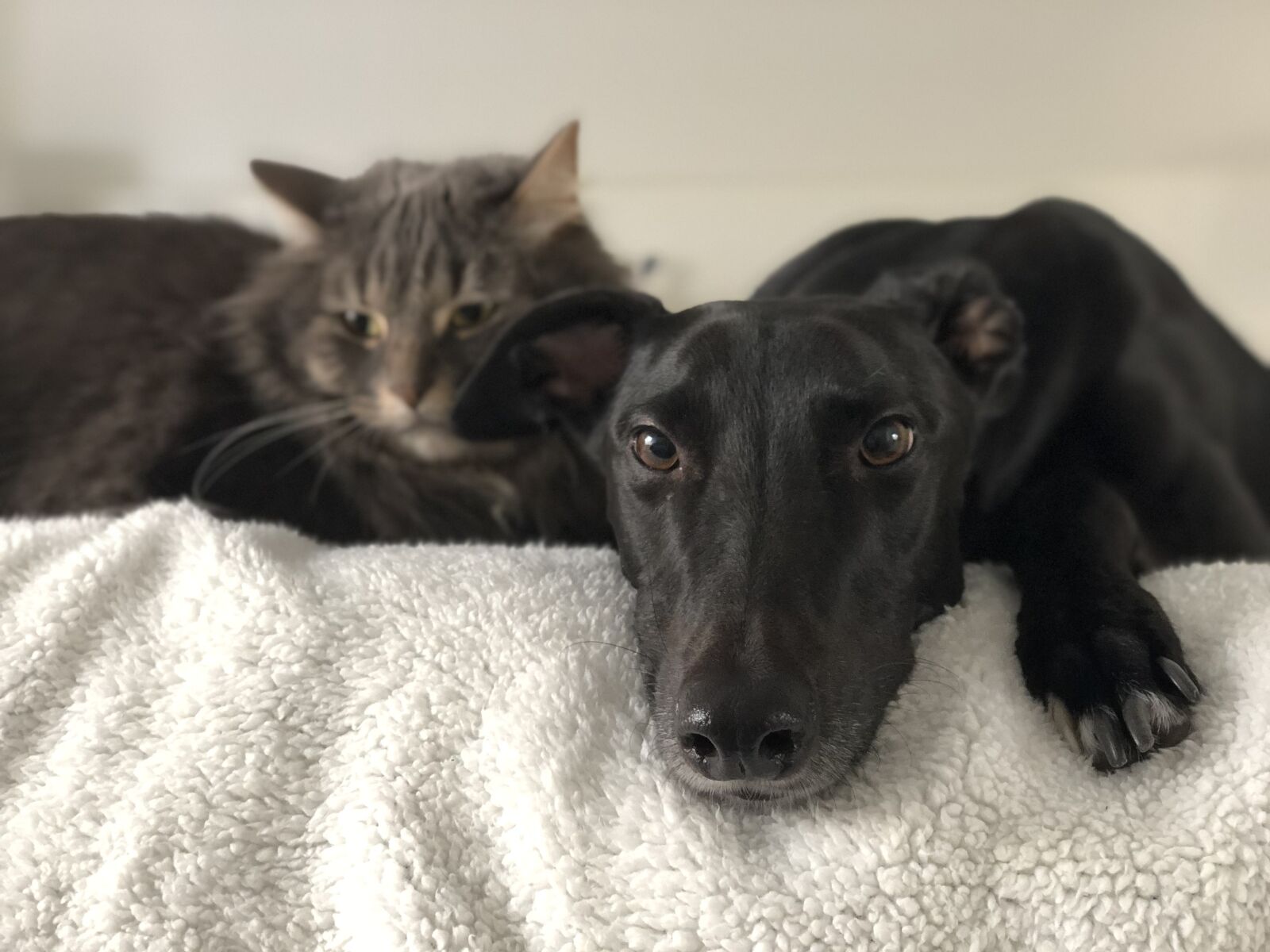 iPhone X back dual camera 6mm f/2.4 sample photo. Dog, cat, greyhound photography