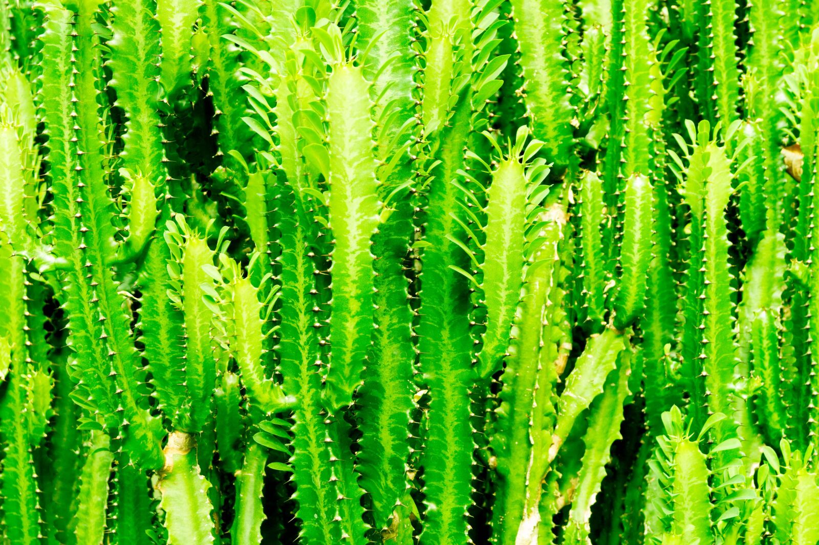 Sony DT 18-55mm F3.5-5.6 SAM II sample photo. Nature, plant, cactus, green photography