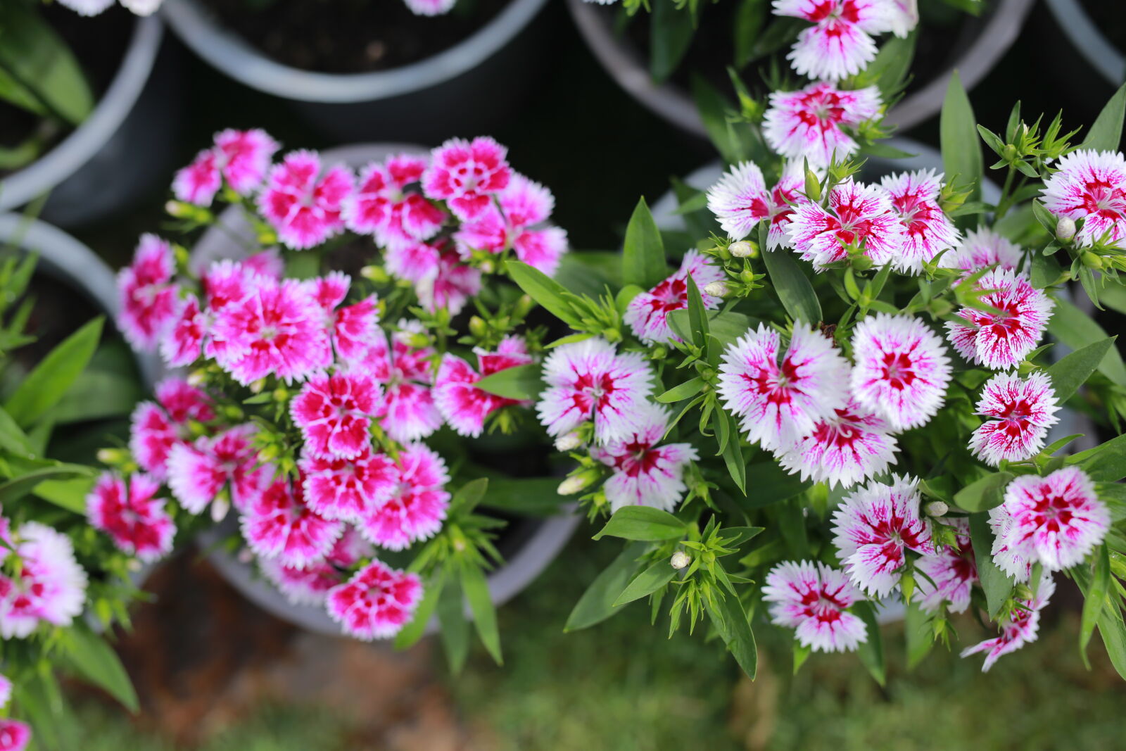 Canon EOS 6D sample photo