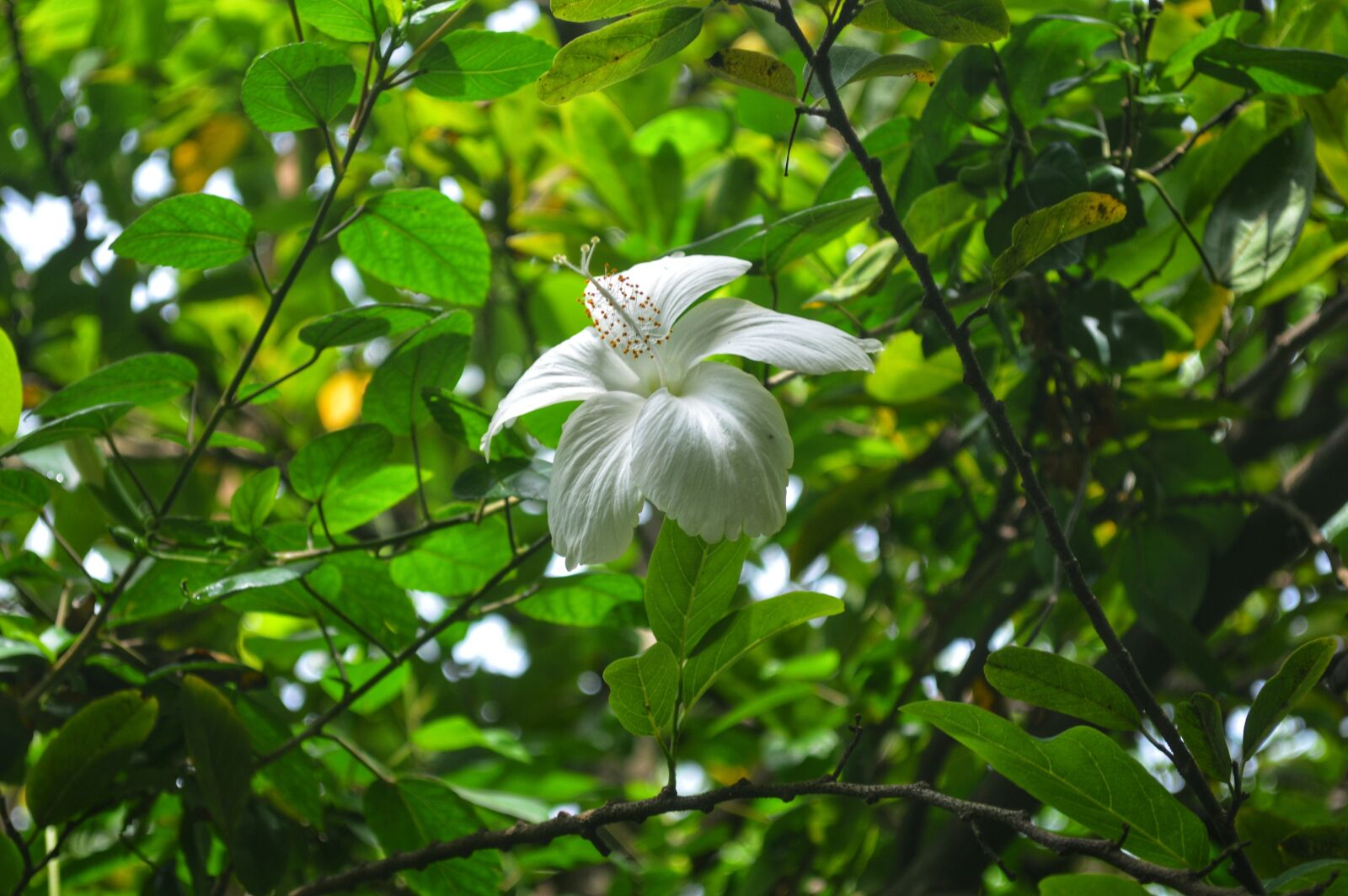 Nikon D3200 sample photo. Nature, photography, flower photography