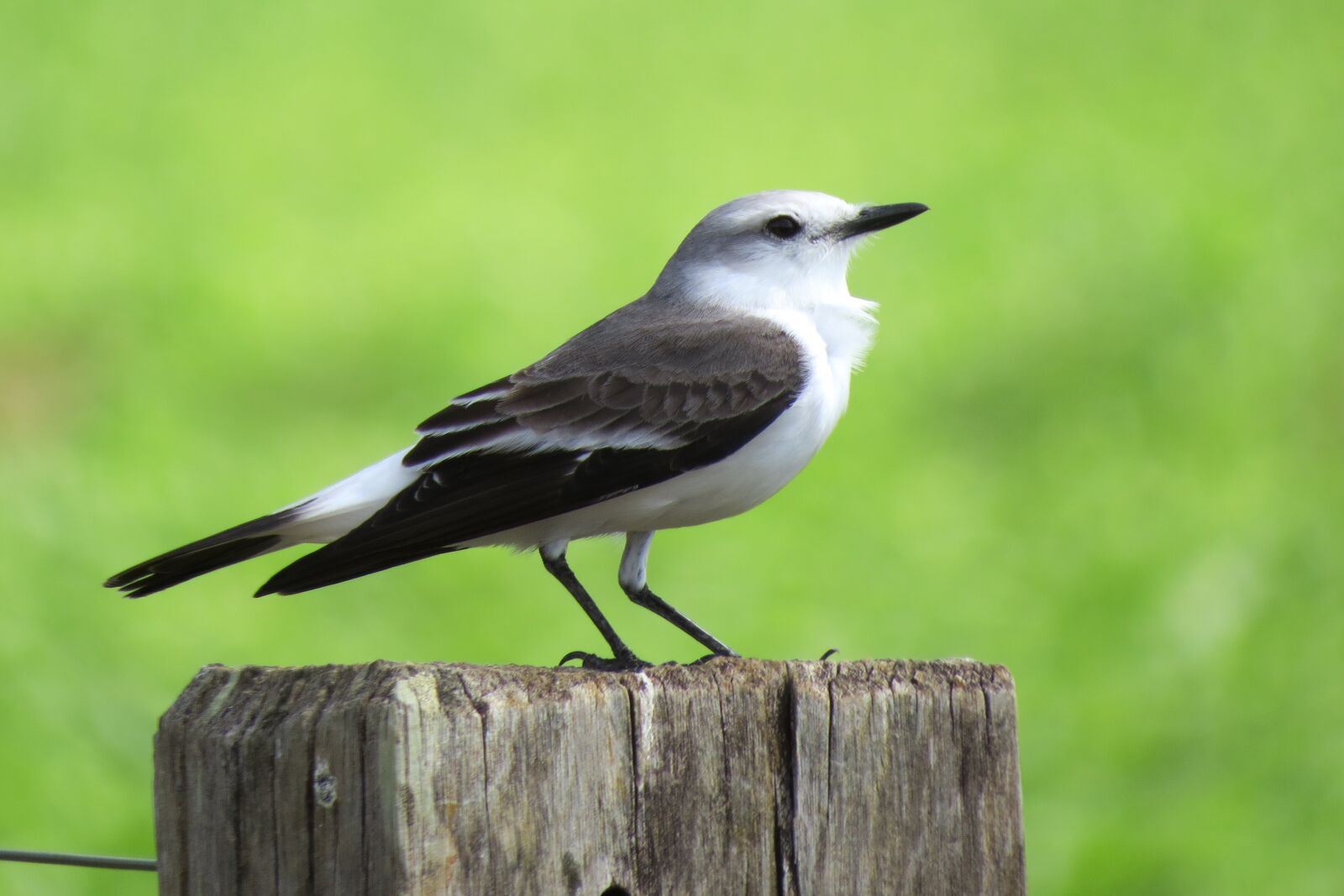 Canon PowerShot SX50 HS sample photo. Bird, nature, animals photography