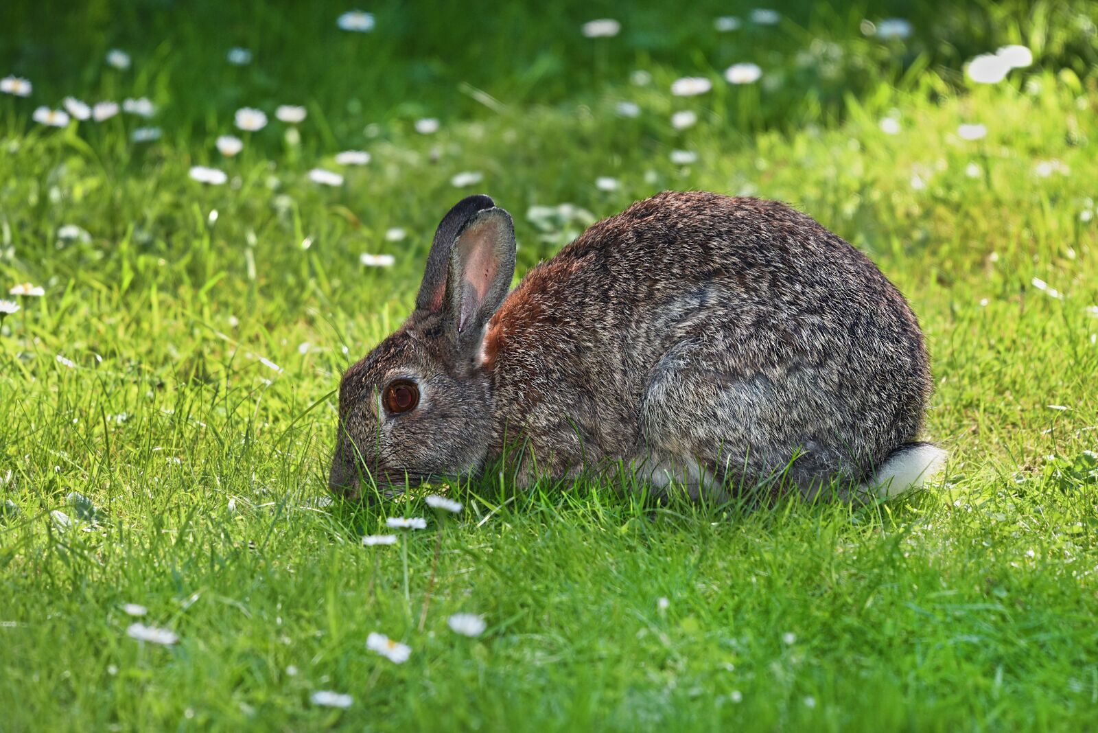 Nikon D750 sample photo. Rabbit, animal, mammal photography
