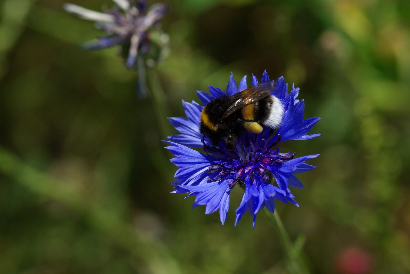 Pentax K10D sample photo. Flower, bee, blue photography