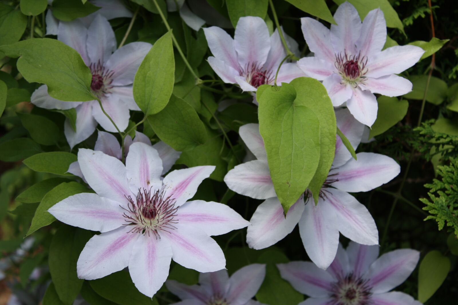Canon EOS 450D (EOS Rebel XSi / EOS Kiss X2) sample photo. Clematis, blossom, bloom photography