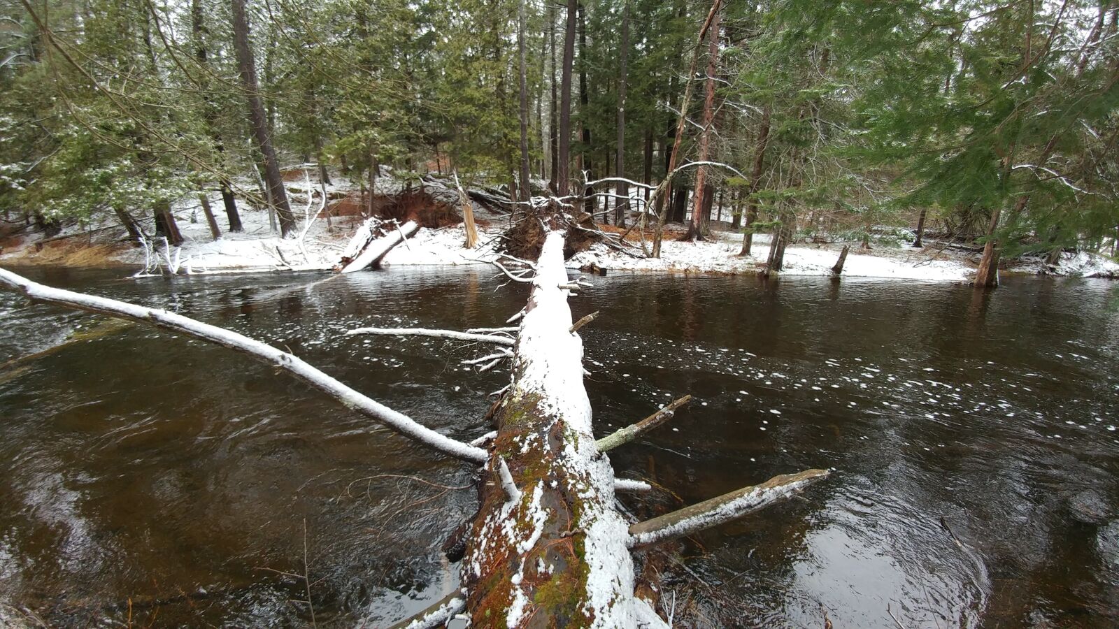 LG G5 sample photo. Tree, bridge, water photography