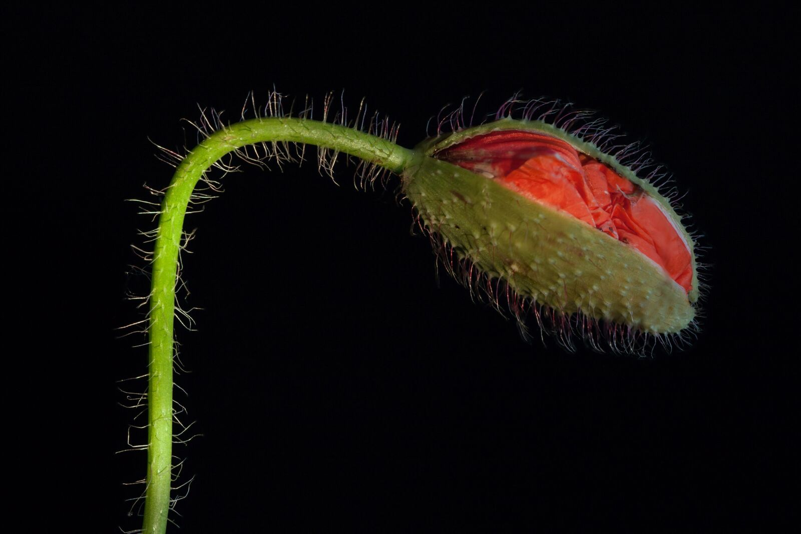 Canon EOS 40D sample photo. Klatschmohn, macro, poppy flower photography