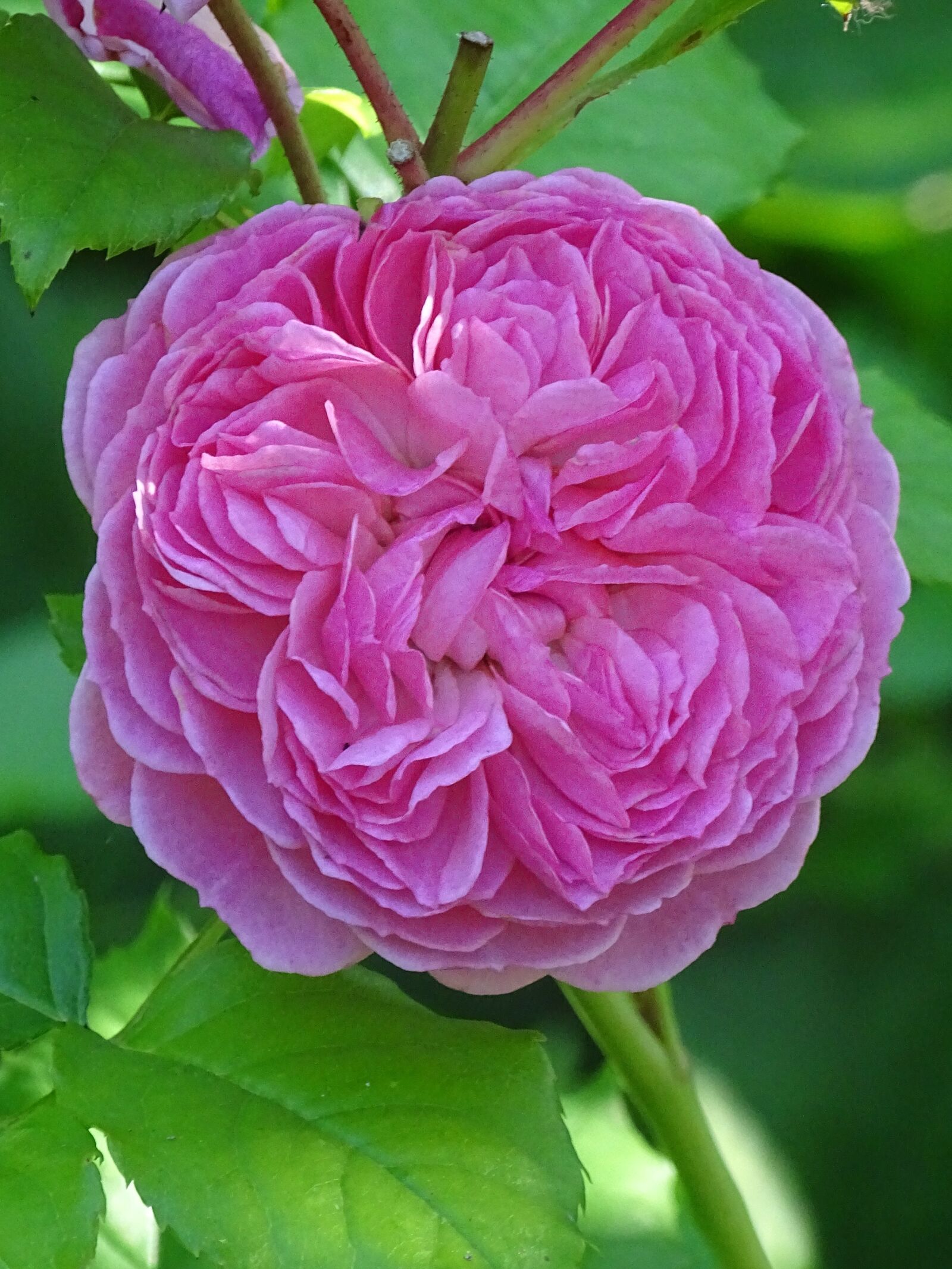 Sony Cyber-shot DSC-HX400V sample photo. Flower, blossom, pink photography