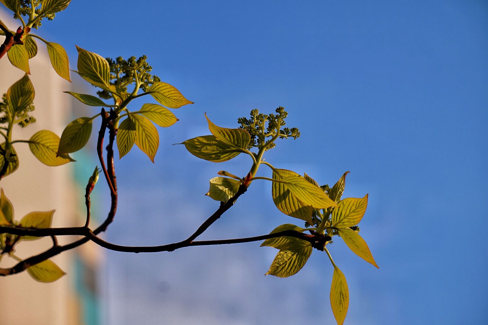 Sony Alpha a5000 (ILCE 5000) + Sony E 55-210mm F4.5-6.3 OSS sample photo. Bud, the leaves, wood photography