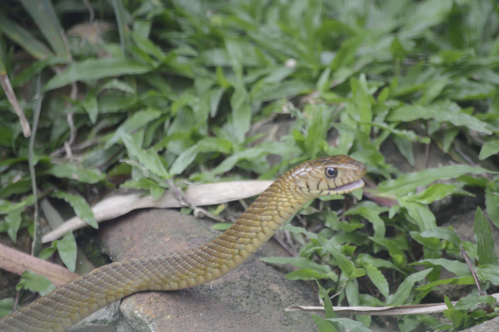 Nikon D3200 sample photo. Snake, nature, reptile photography