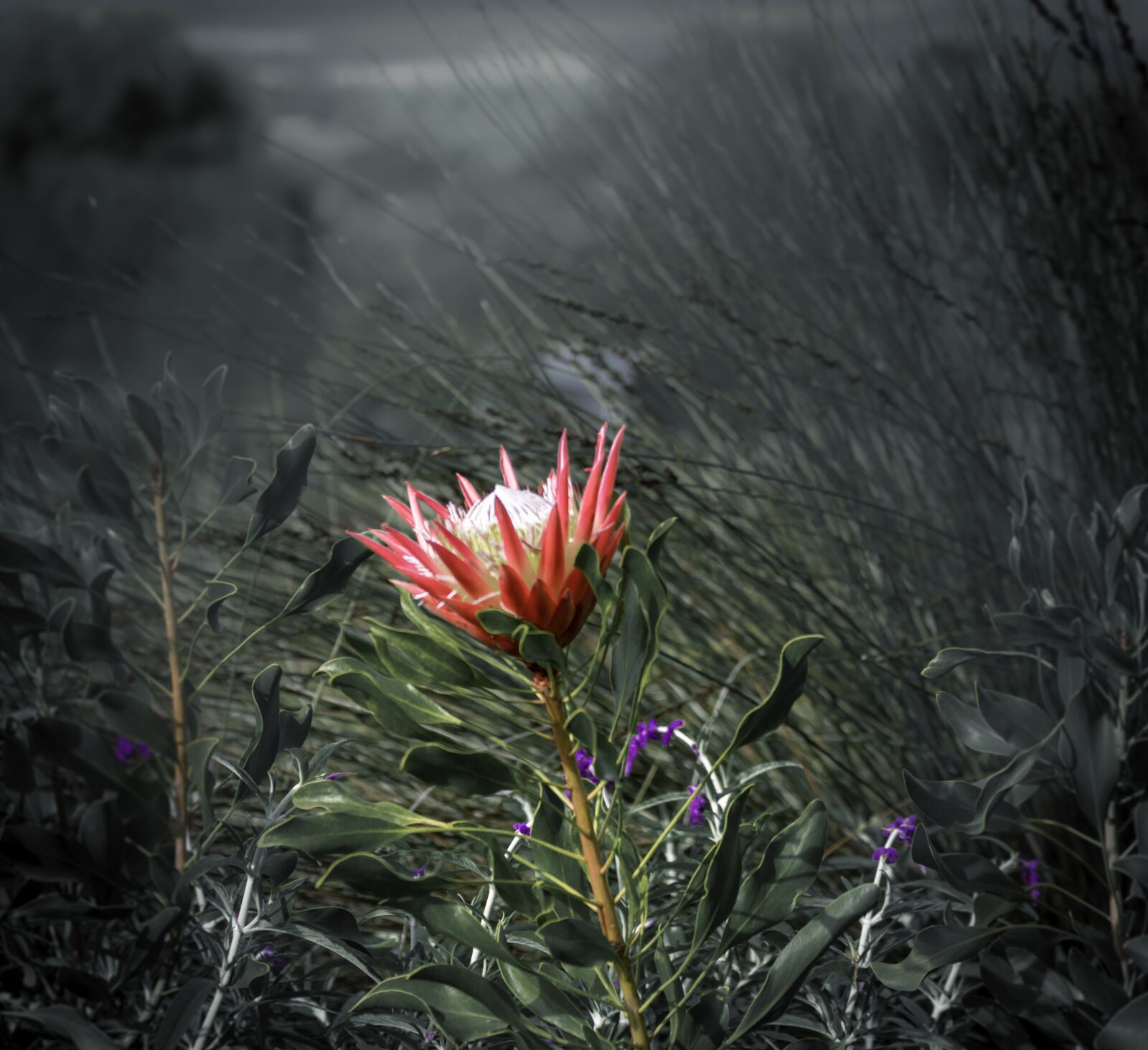 Nikon D5500 sample photo. King protea, flower, natural photography