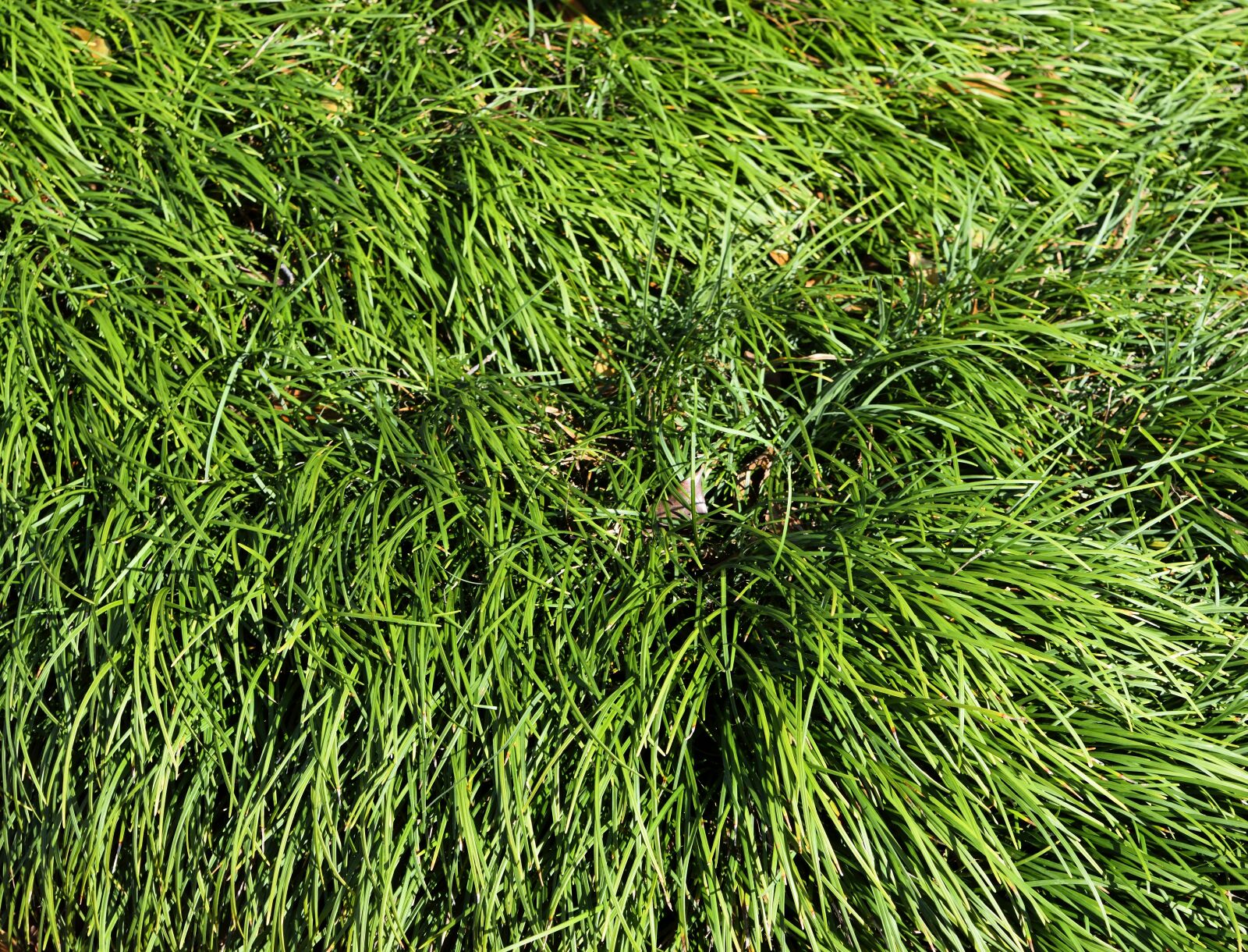 Nikon D3300 sample photo. Ornamental grass, background, backdrop photography