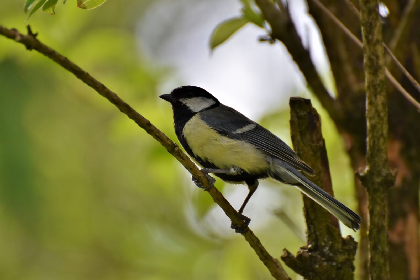 Nikon D7200 sample photo. Tit, songbird, bird photography