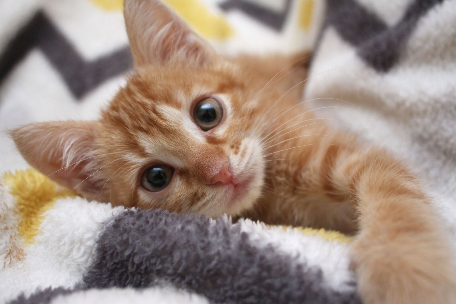 Canon EF-S 18-55mm F3.5-5.6 IS sample photo. Cat, kitten, loving photography