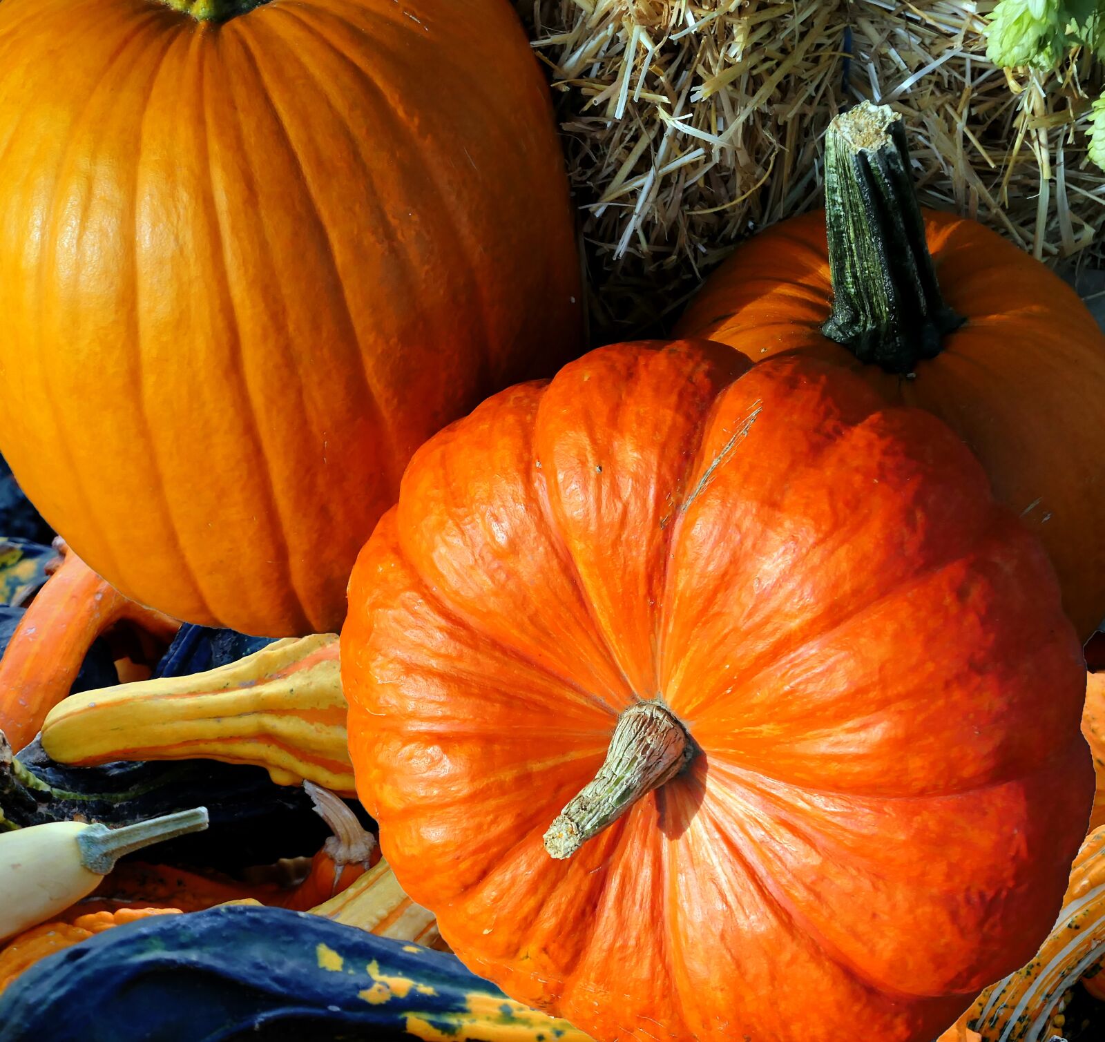 Panasonic Lumix DMC-LX10 (Lumix DMC-LX15) sample photo. Pumpkin, thanksgiving, autumn photography