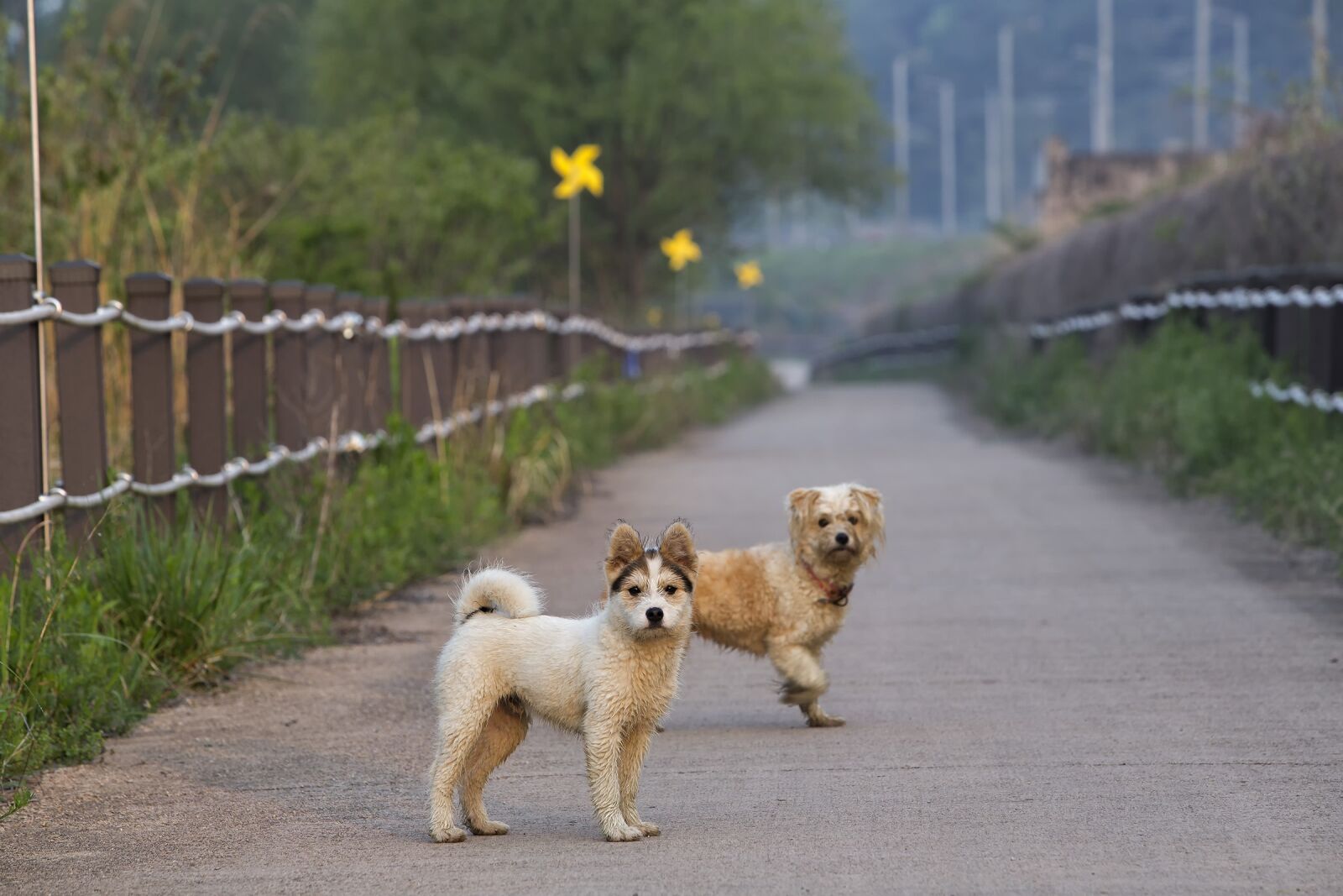 Canon EOS 6D + Canon EF 70-200mm F2.8L IS USM sample photo. Dog, couple, road photography