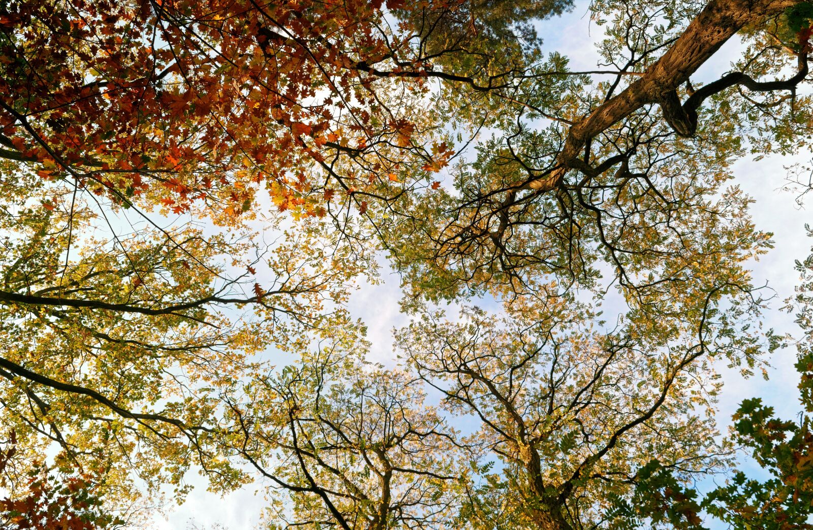 Nikon D3100 sample photo. Trees, forest, foliage photography