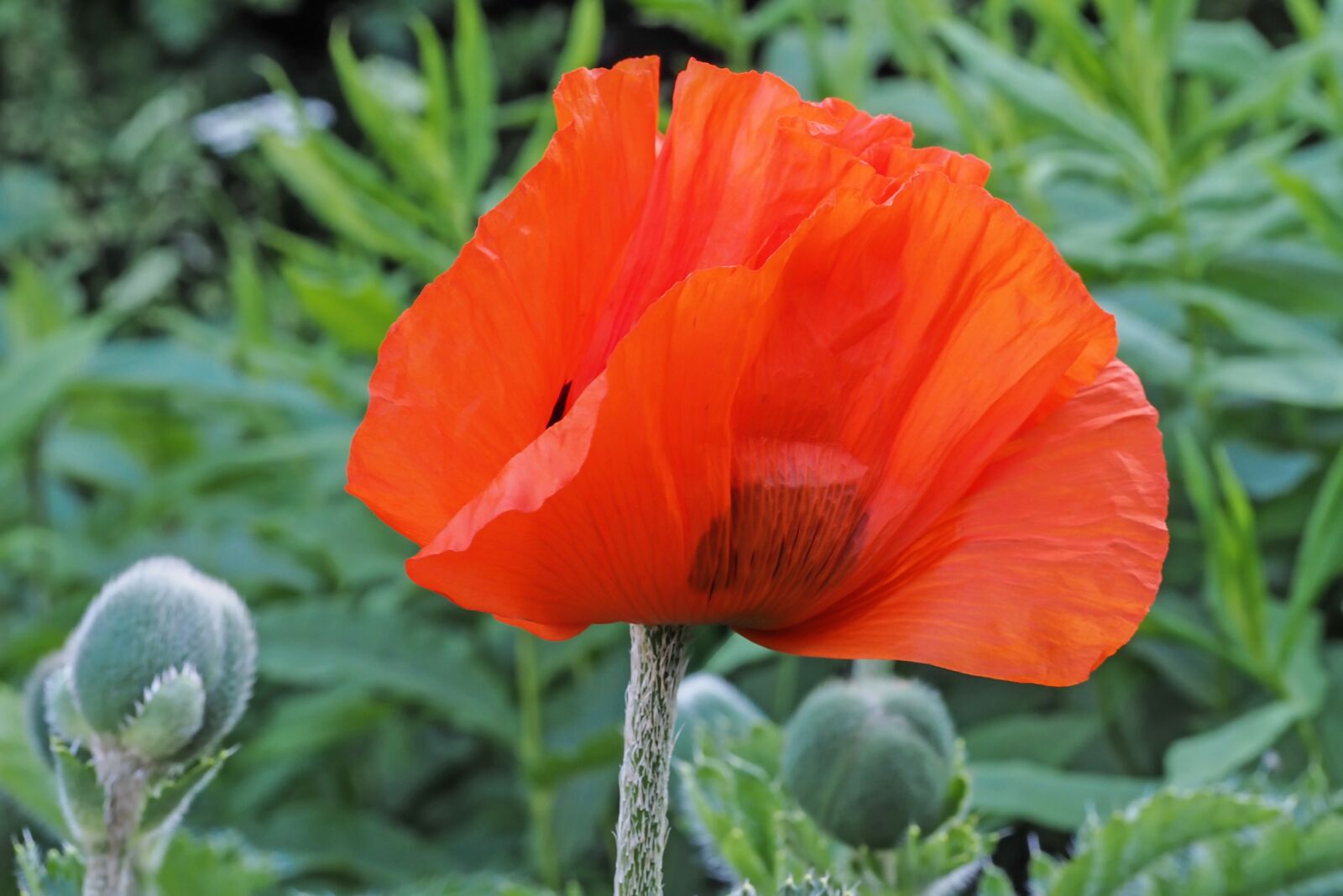 Olympus M.Zuiko Digital ED 60mm F2.8 Macro sample photo. Poppy, blossom, bloom photography