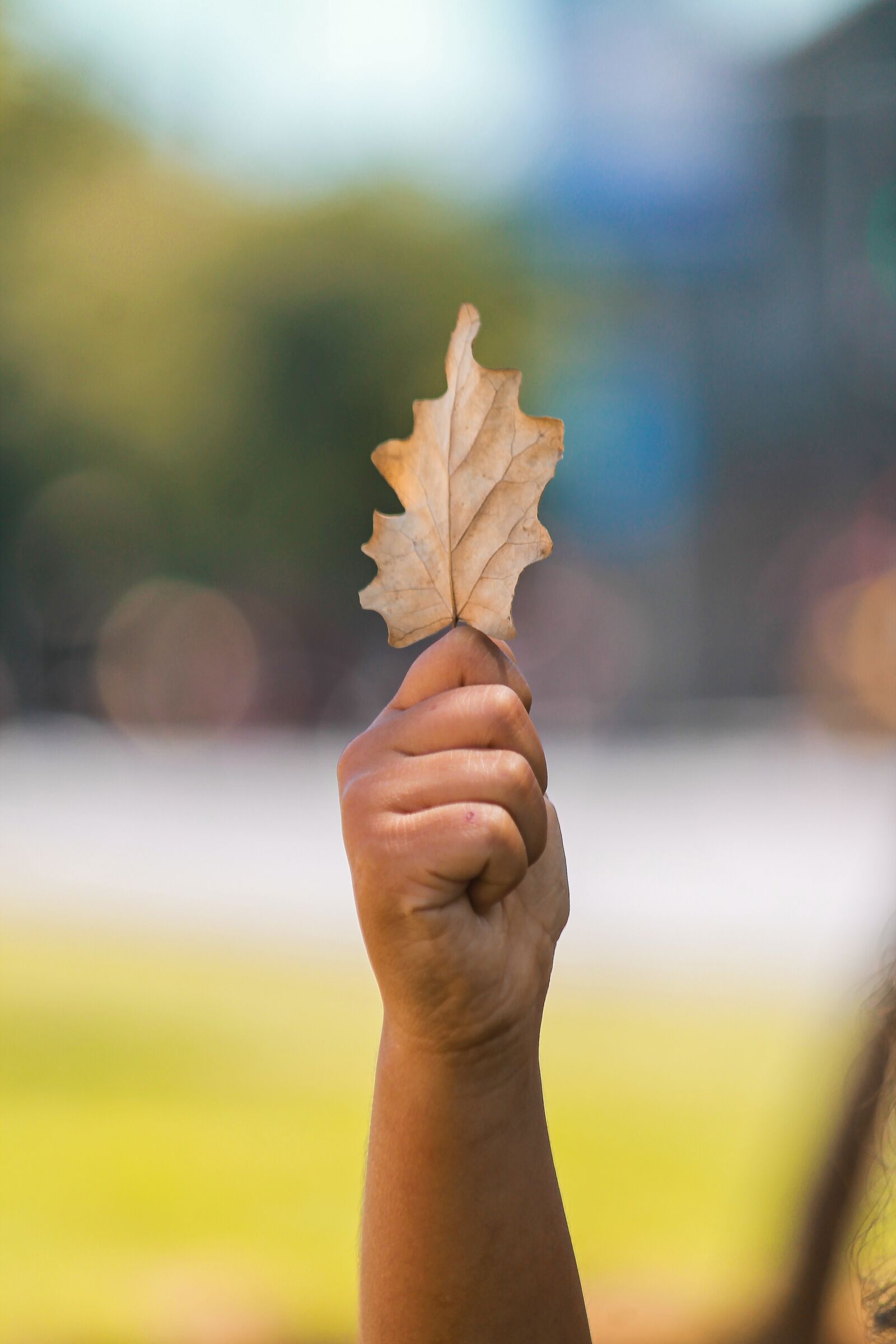 Canon EF-S 55-250mm F4-5.6 IS sample photo. Leaf, yellow, autumn photography