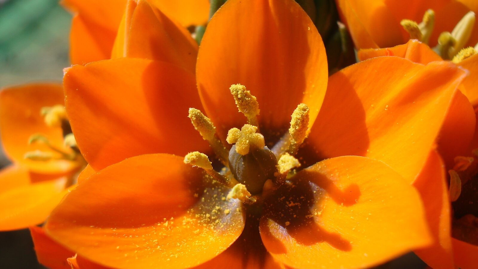 Sony DSC-W50 sample photo. Flower, orange, nature photography